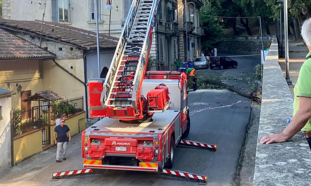 Cosenza, cade un grosso albero nel centro storico (FOTO)