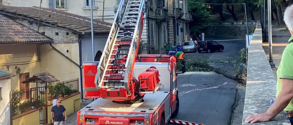 Cosenza, cade un grosso albero nel centro storico (FOTO)