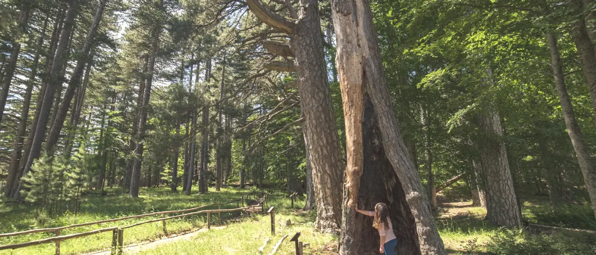 \"Riserva I Giganti della Sila\" a Spezzano della Sila, le iniziative da agosto a settembre 2022