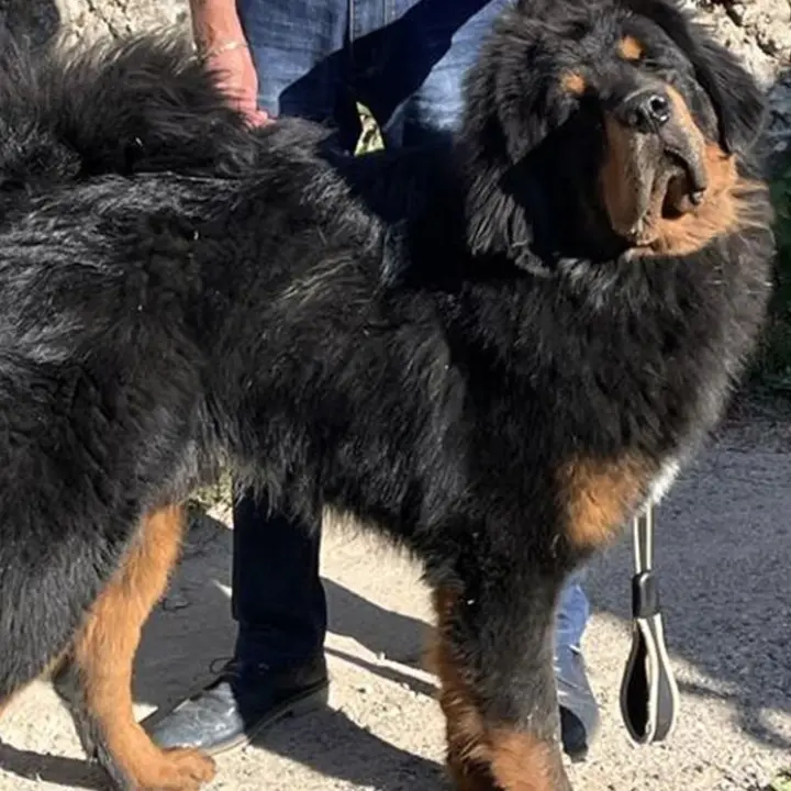 Dal Parco della Sila alla conquista del mondo: il cane Victor al concorso internazionale