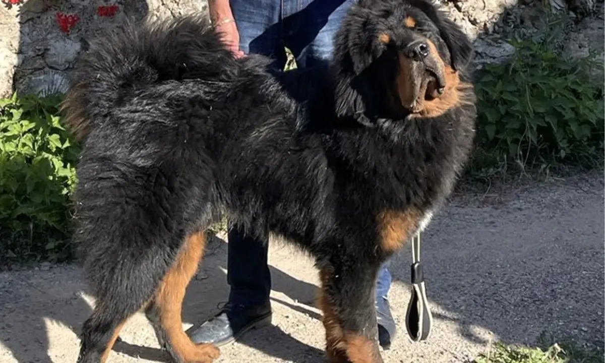 Dal Parco della Sila alla conquista del mondo: il cane Victor al concorso internazionale