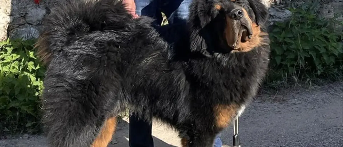 Dal Parco della Sila alla conquista del mondo: il cane Victor al concorso internazionale