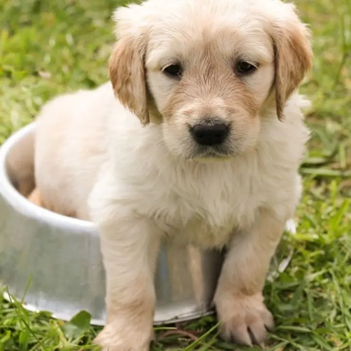 Cosenza, Caruso inaugura il Parco \"Cagnolini Felici\"