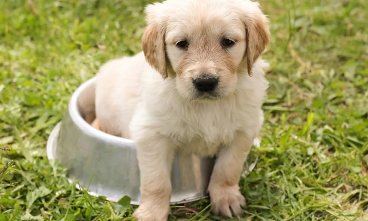 Cosenza, Caruso inaugura il Parco \"Cagnolini Felici\"