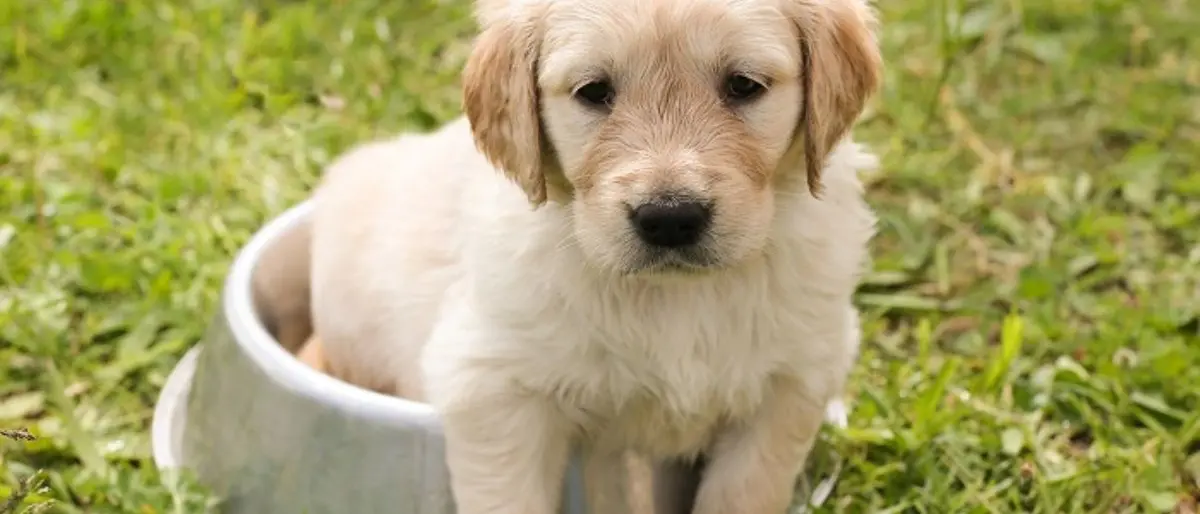 Cosenza, Caruso inaugura il Parco \"Cagnolini Felici\"