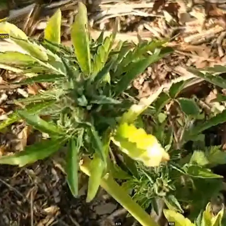 Celico, giovane coppia in manette: trovati oltre 300 grammi di marijuana