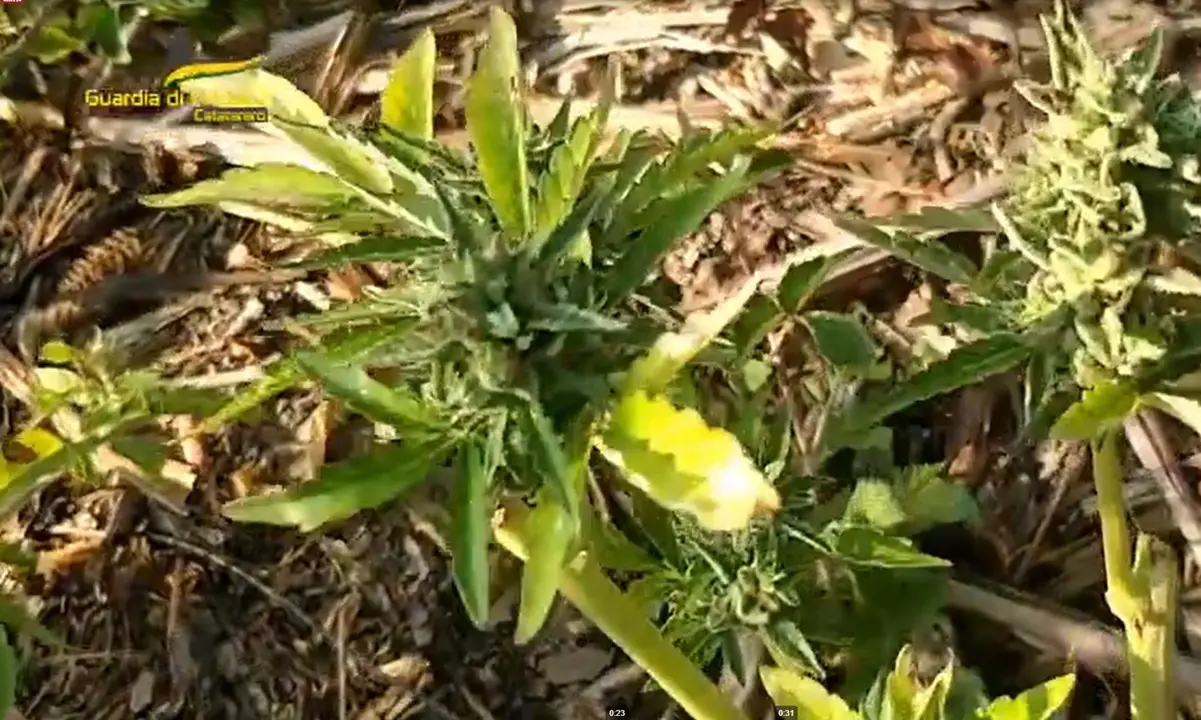 Celico, giovane coppia in manette: trovati oltre 300 grammi di marijuana