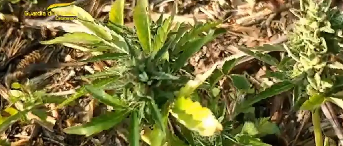 Celico, giovane coppia in manette: trovati oltre 300 grammi di marijuana