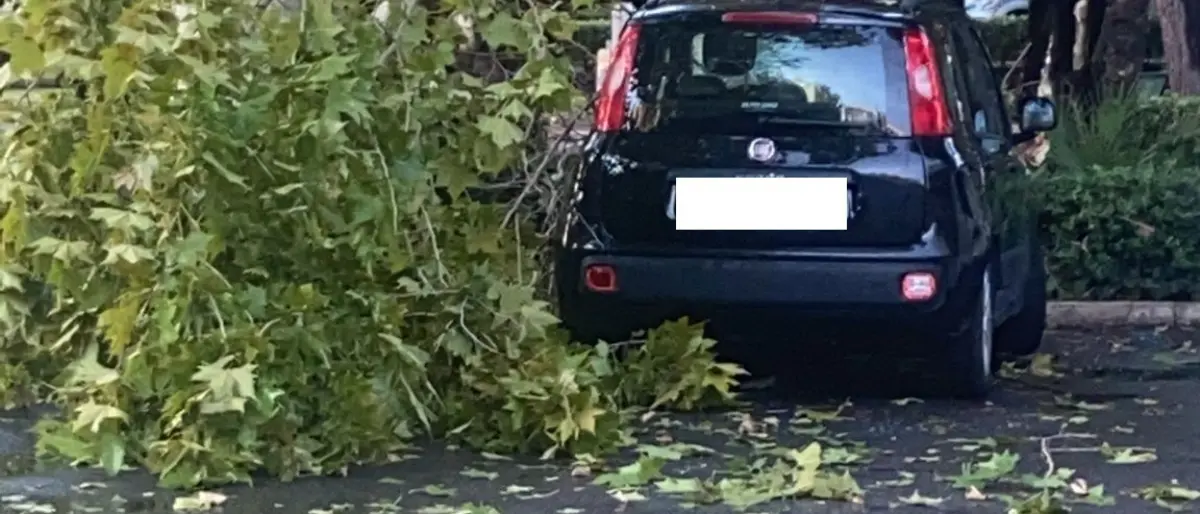 Maltempo, a Praia un ramo di un albero finisce su un'auto: nessun ferito
