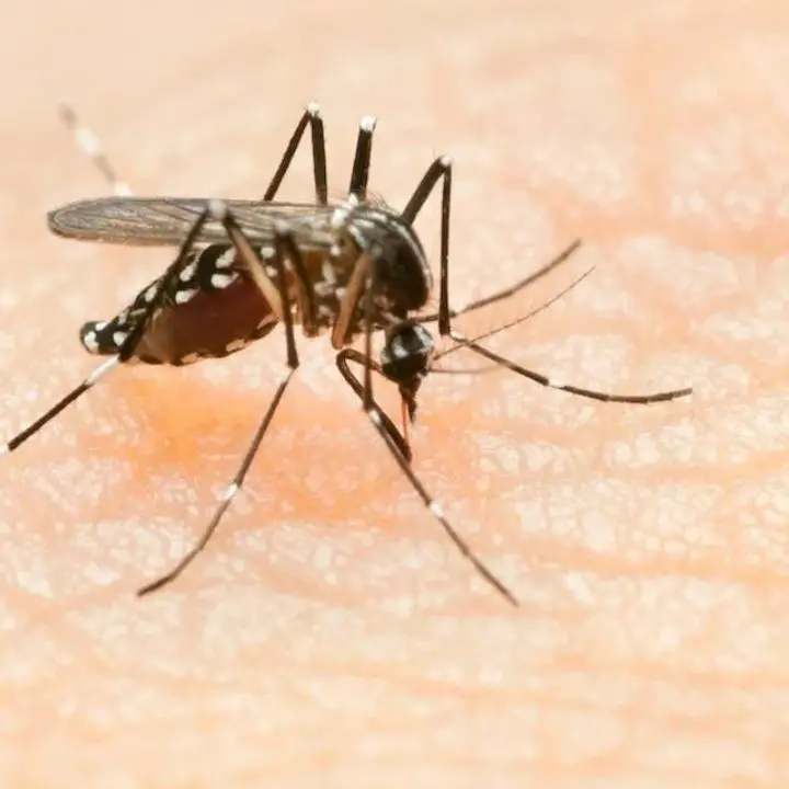 West Nile, in Campania e Lazio altre due vittime del virus\n