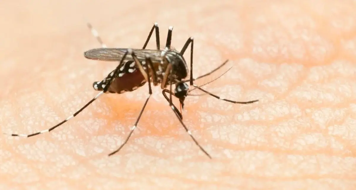 West Nile, in Campania e Lazio altre due vittime del virus\n