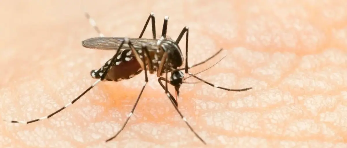 West Nile, in Campania e Lazio altre due vittime del virus\n