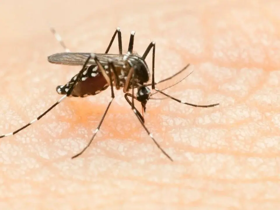 West Nile, in Campania e Lazio altre due vittime del virus