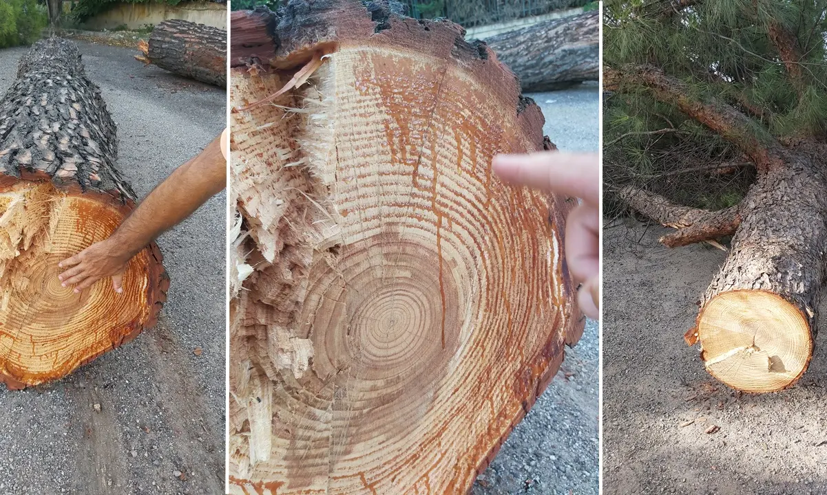 Alberi tagliati a Rende, i riformisti: «Impoverito il grande patrimonio della città»