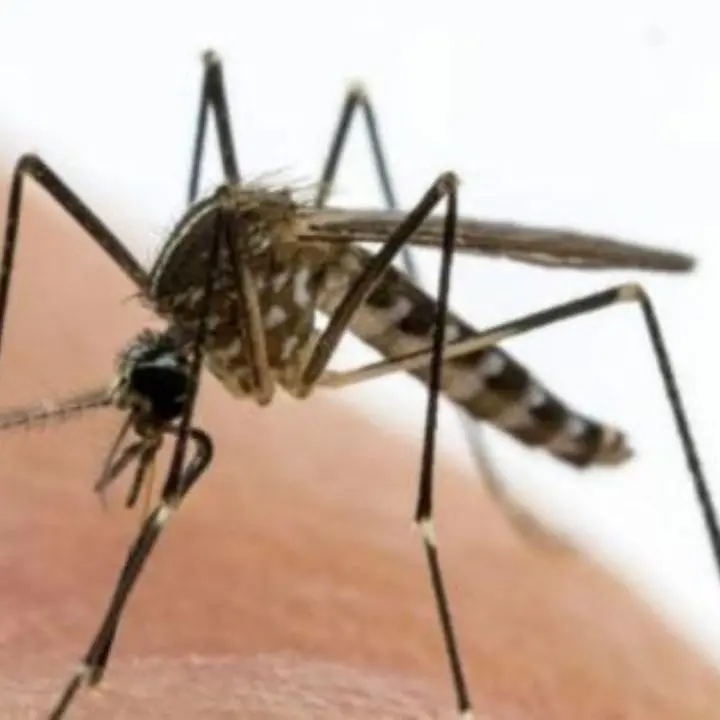 West Nile, decima vittima nel Lazio. Pochi casi in Calabria\n