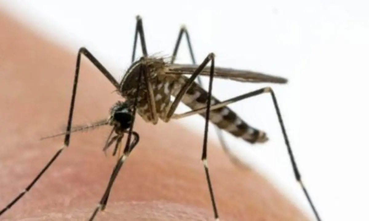 West Nile, decima vittima nel Lazio. Pochi casi in Calabria\n