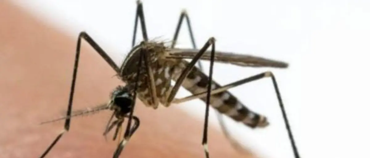 West Nile, decima vittima nel Lazio. Pochi casi in Calabria\n