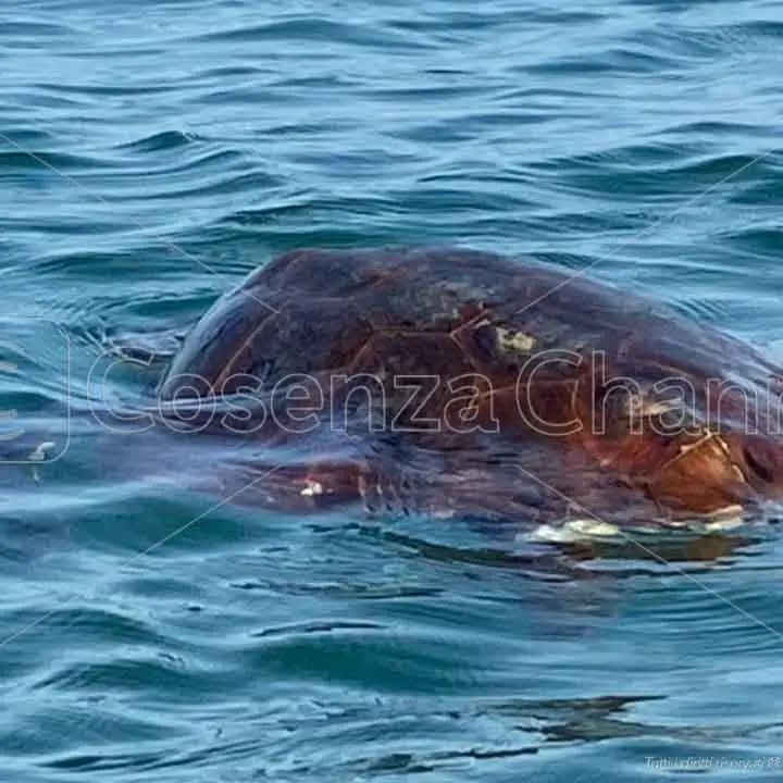 Tartarughe marine, Belvedere Marittimo nell'elenco degli \"amici\"