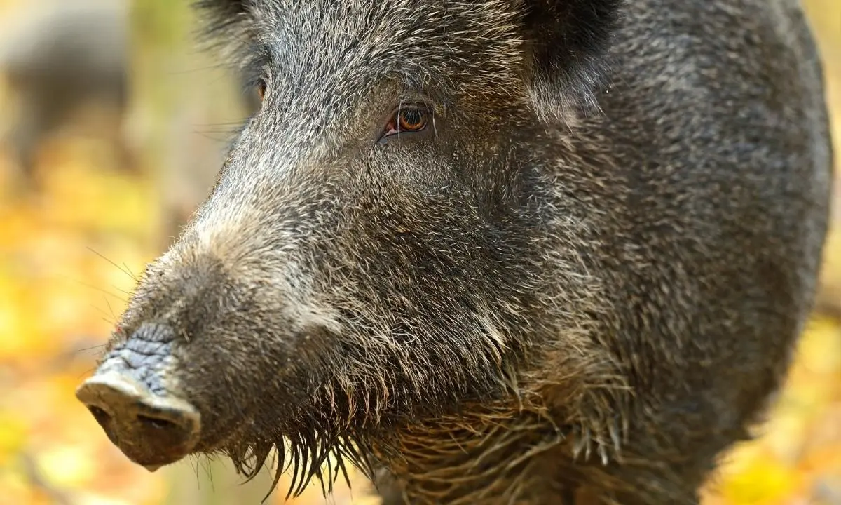 Bambino morso da un cinghiale sull'Isola di Spargi