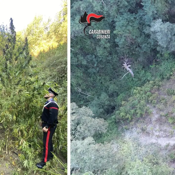 Blitz dei carabinieri a Casali del Manco: sequestrata una piantagione di canapa indica