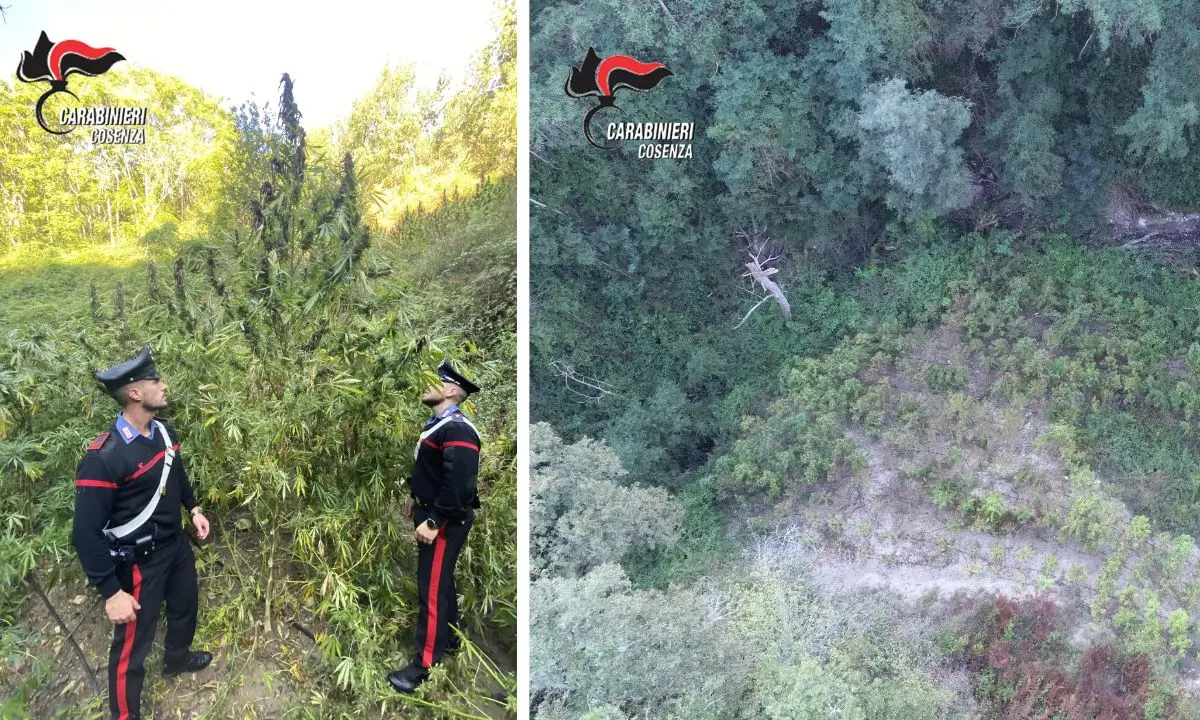 Blitz dei carabinieri a Casali del Manco: sequestrata una piantagione di canapa indica