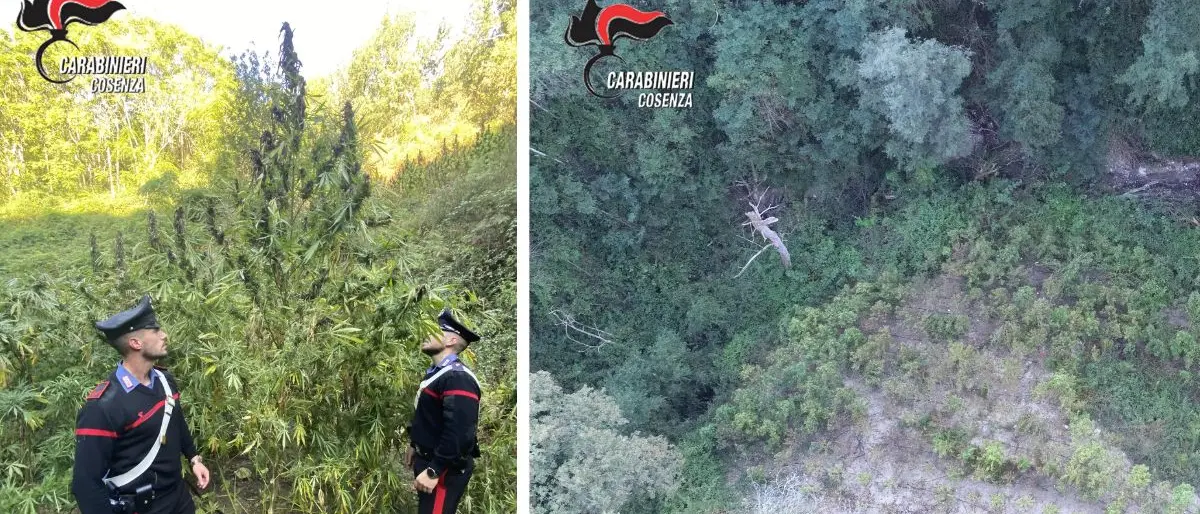 Blitz dei carabinieri a Casali del Manco: sequestrata una piantagione di canapa indica