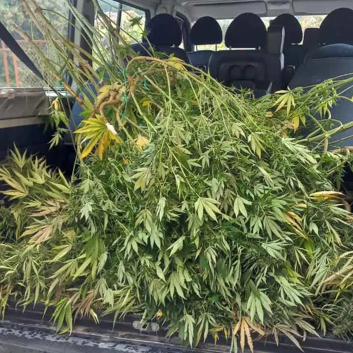 Coniugi coltivatori di marijuana a Bisignano, condannato solo il marito