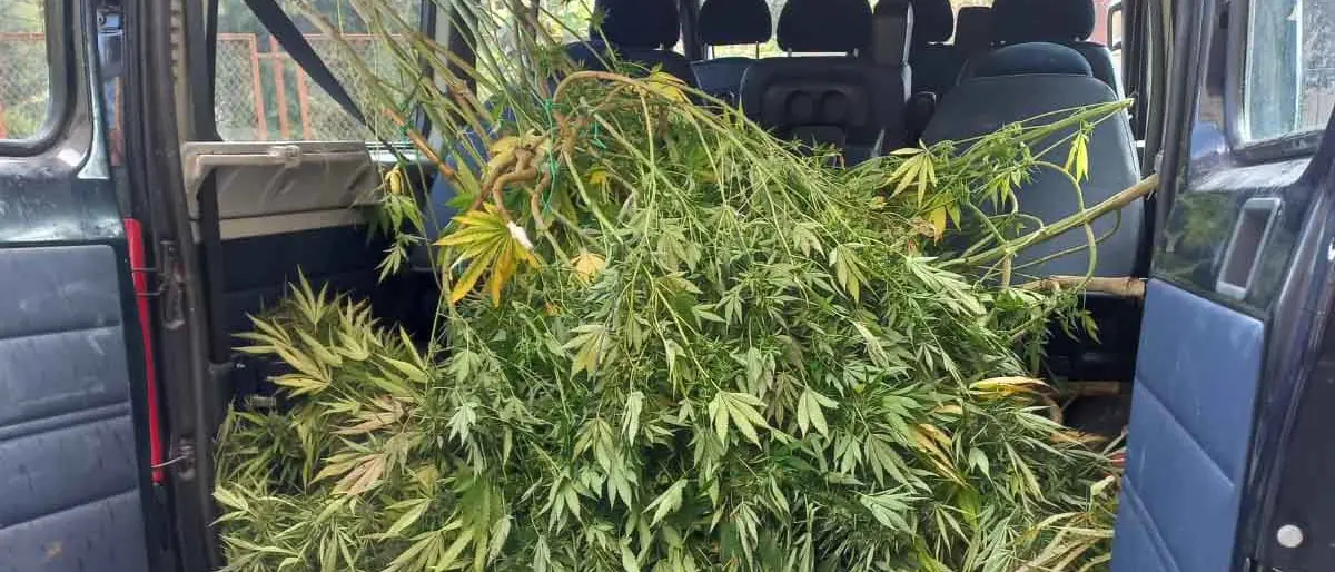 Coniugi coltivatori di marijuana a Bisignano, condannato solo il marito