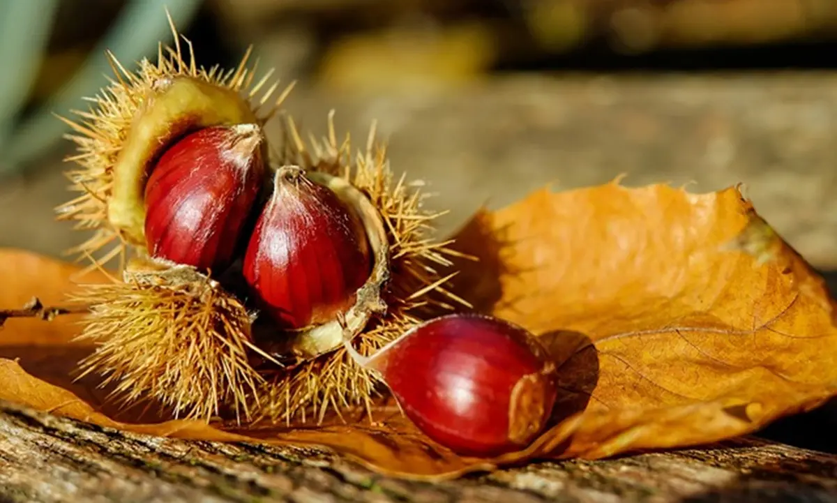 A Casali del Manco torna la regina dell'autunno: al via la Sagra della castagna