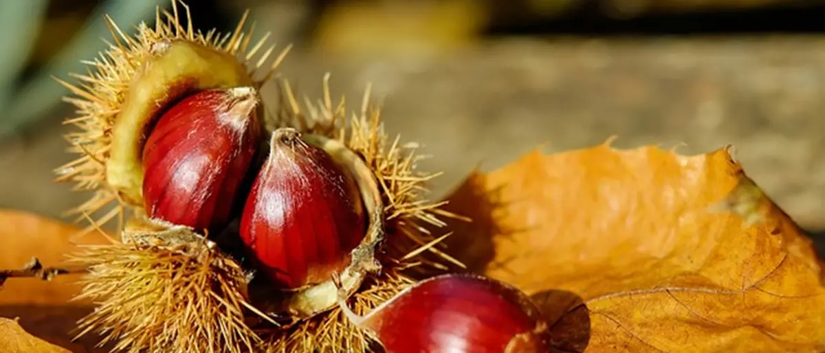 A Casali del Manco torna la regina dell'autunno: al via la Sagra della castagna