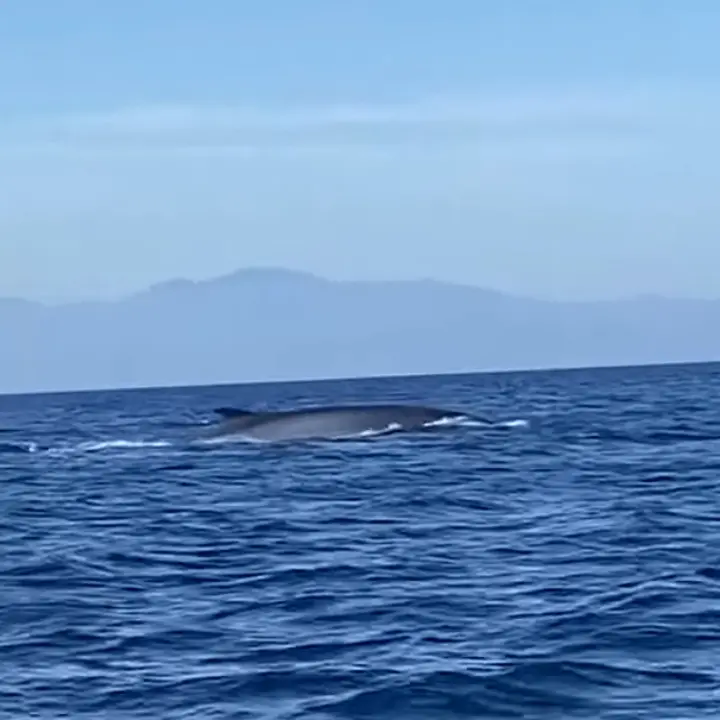 Corigliano Rossano, avvistata una balena nella zona marina della Fossa