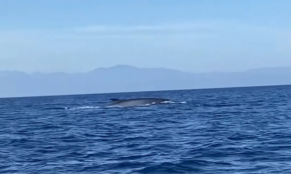 Corigliano Rossano, avvistata una balena nella zona marina della Fossa