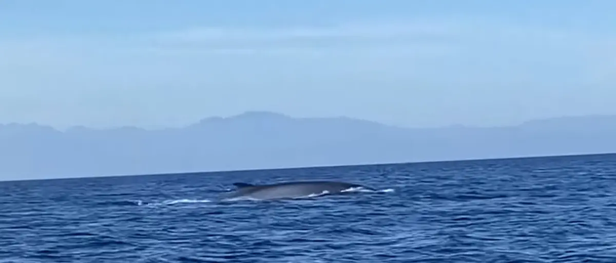 Corigliano Rossano, avvistata una balena nella zona marina della Fossa