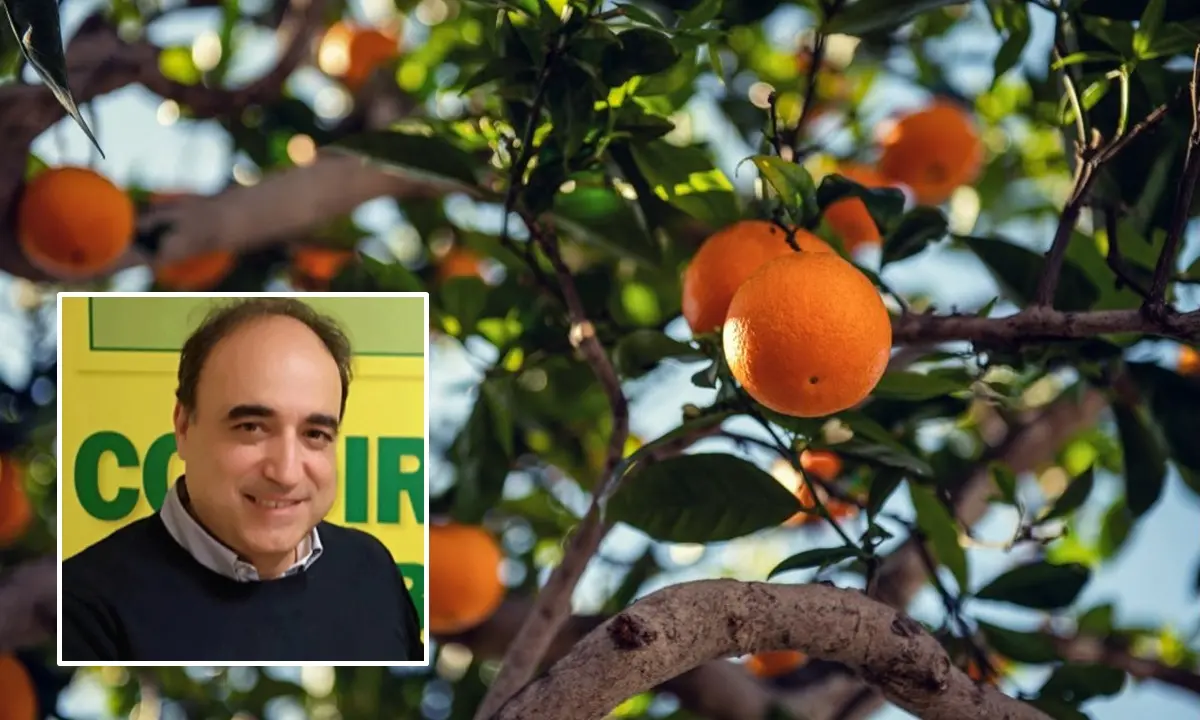 Caldo fuori stagione e siccità, Aceto (Coldiretti): «Campagna drammatica per agrumi e olive»