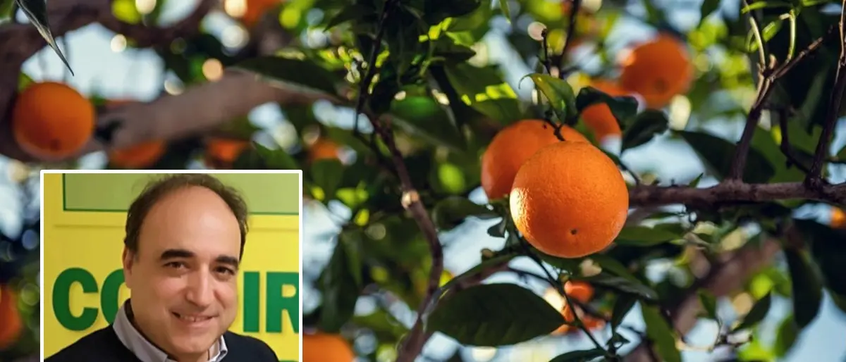 Caldo fuori stagione e siccità, Aceto (Coldiretti): «Campagna drammatica per agrumi e olive»