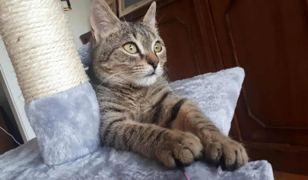 Usa la Tac dell'ospedale per salvare un gatto, bufera su un medico