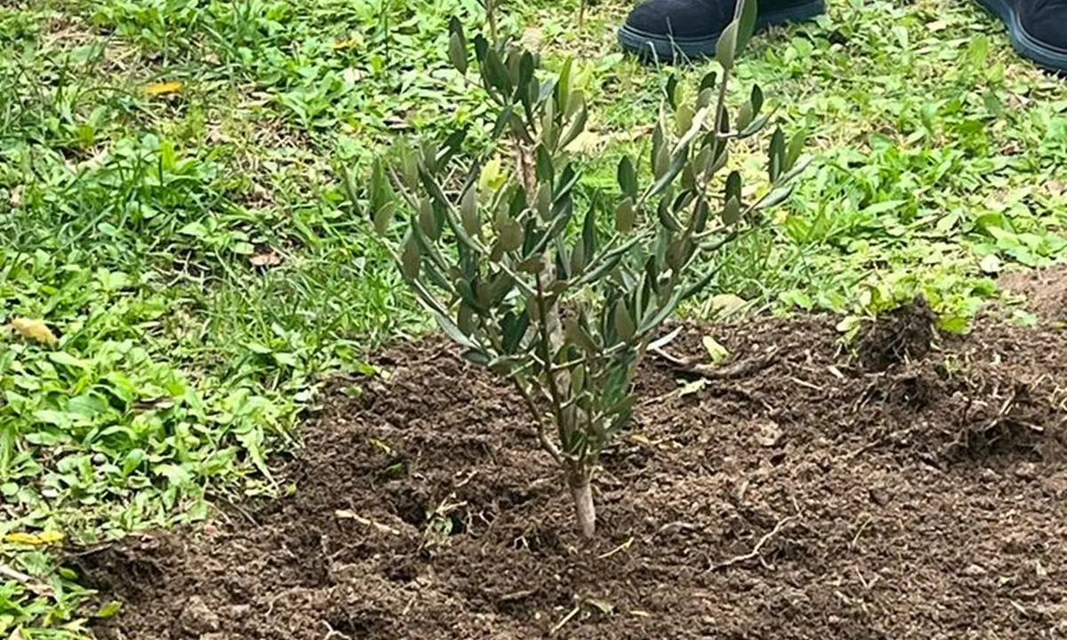 Aiello Calabro celebra la Giornata degli alberi piantando l'Ulivo della legalità