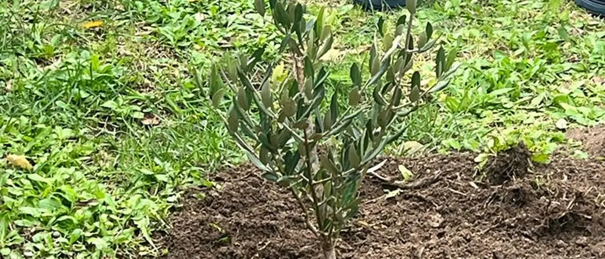 Aiello Calabro celebra la Giornata degli alberi piantando l'Ulivo della legalità