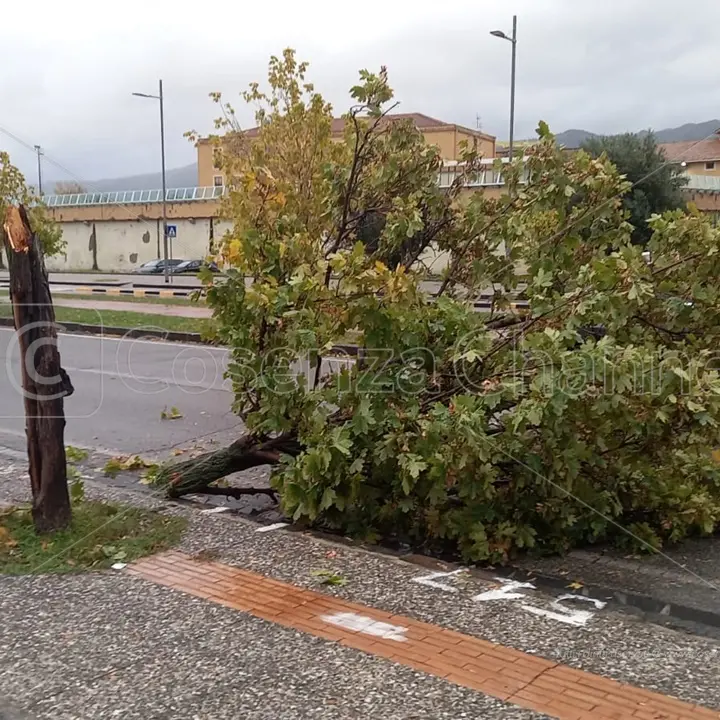 Maltempo: pioggia e vento sferzano l'area urbana, alberi caduti a Cosenza e Rende | FOTO