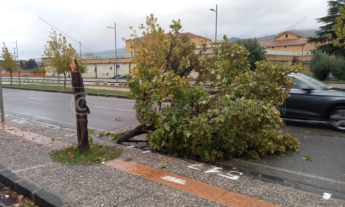 Maltempo: pioggia e vento sferzano l'area urbana, alberi caduti a Cosenza e Rende | FOTO