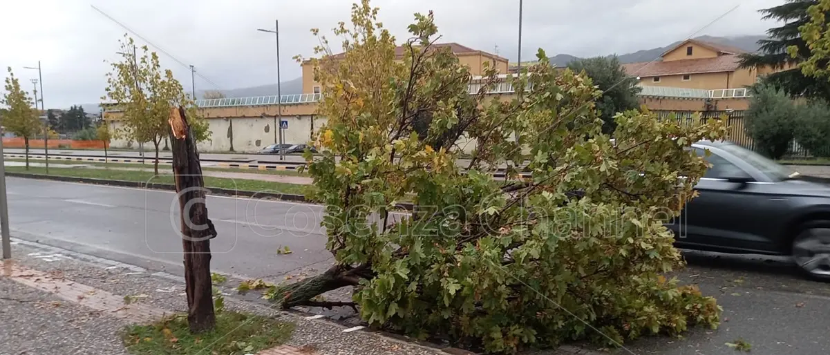 Maltempo: pioggia e vento sferzano l'area urbana, alberi caduti a Cosenza e Rende | FOTO