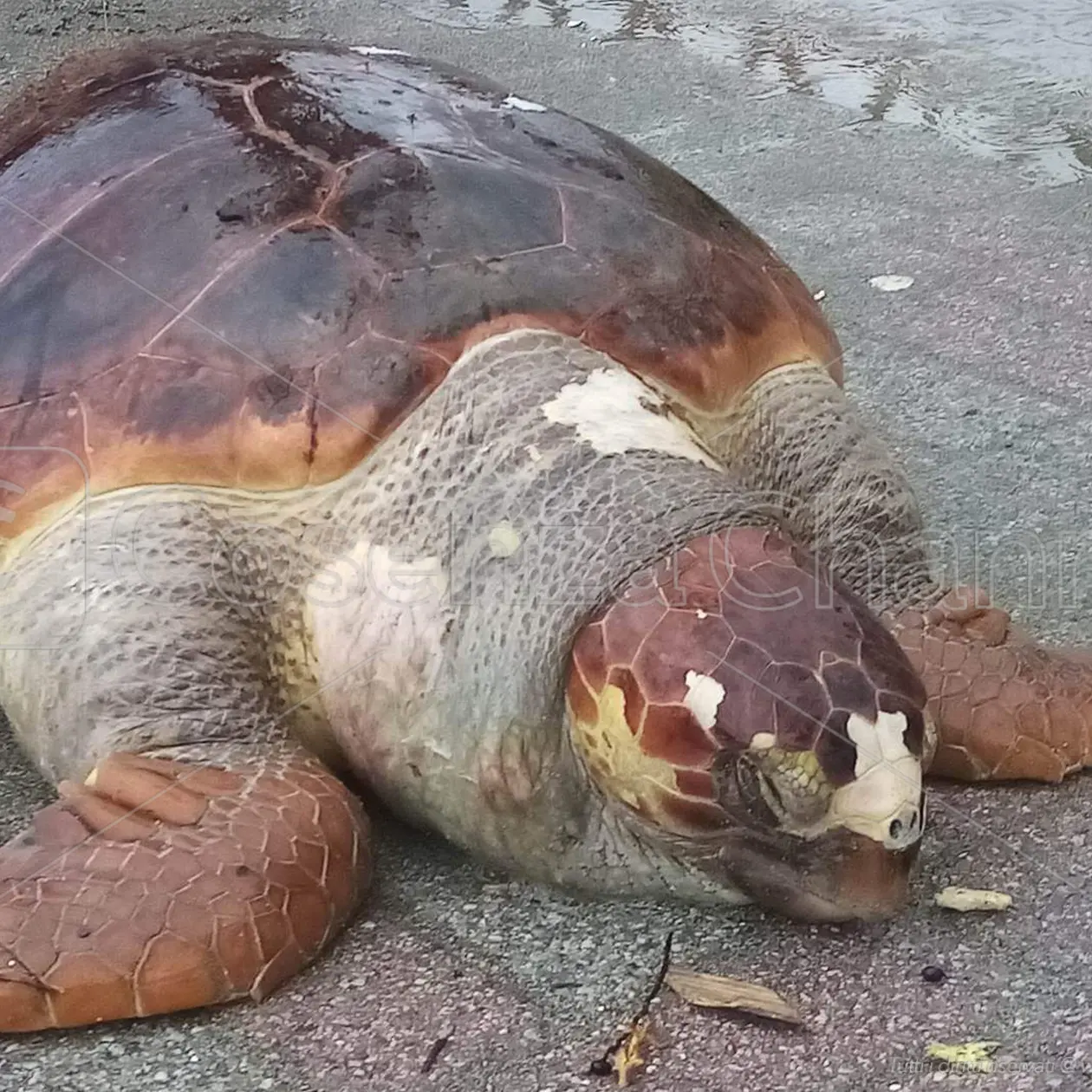 Paola, il mare restituisce un esemplare (morto) di tartaruga Caretta caretta