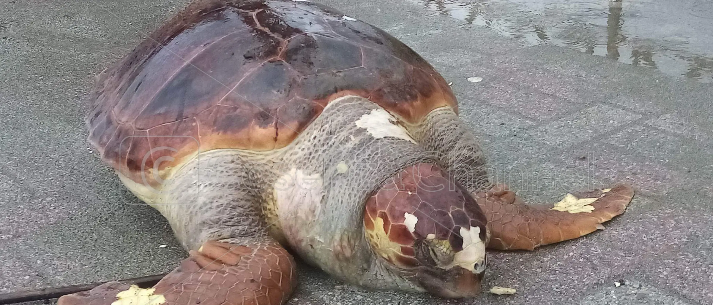 Paola, il mare restituisce un esemplare (morto) di tartaruga Caretta caretta
