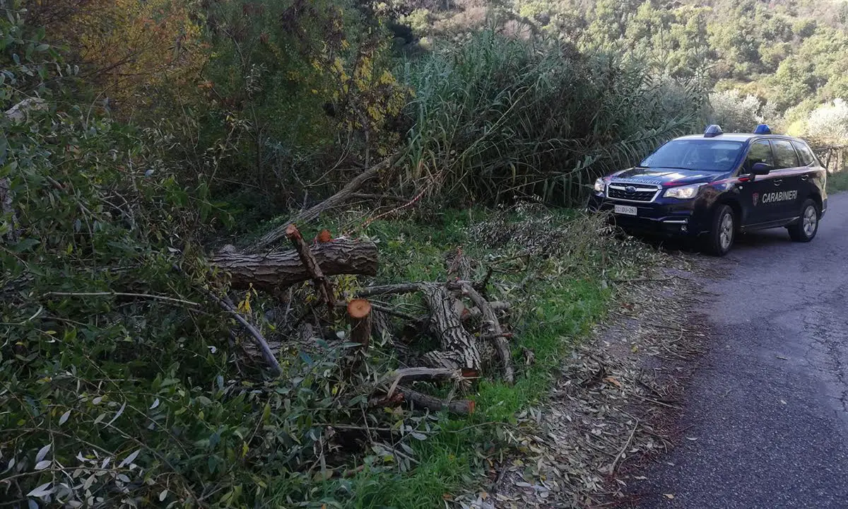 Sequestrato un cantiere e sorpresi due uomini mentre trafugavano legname