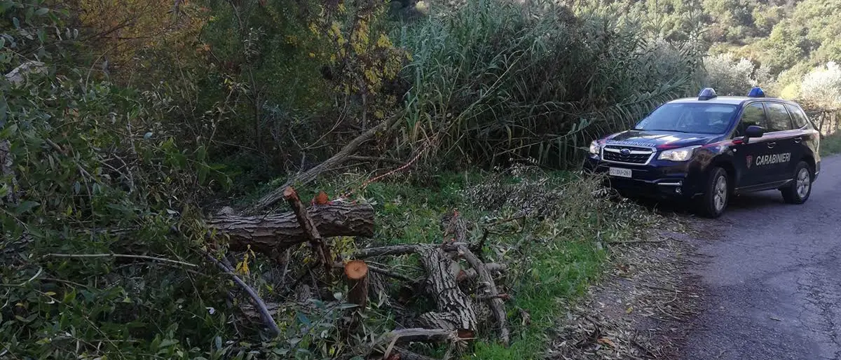 Sequestrato un cantiere e sorpresi due uomini mentre trafugavano legname