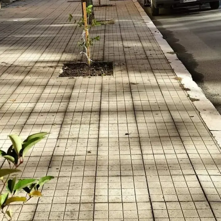 Cosenza, al via la piantumazione di ben 200 nuove essenze arboree