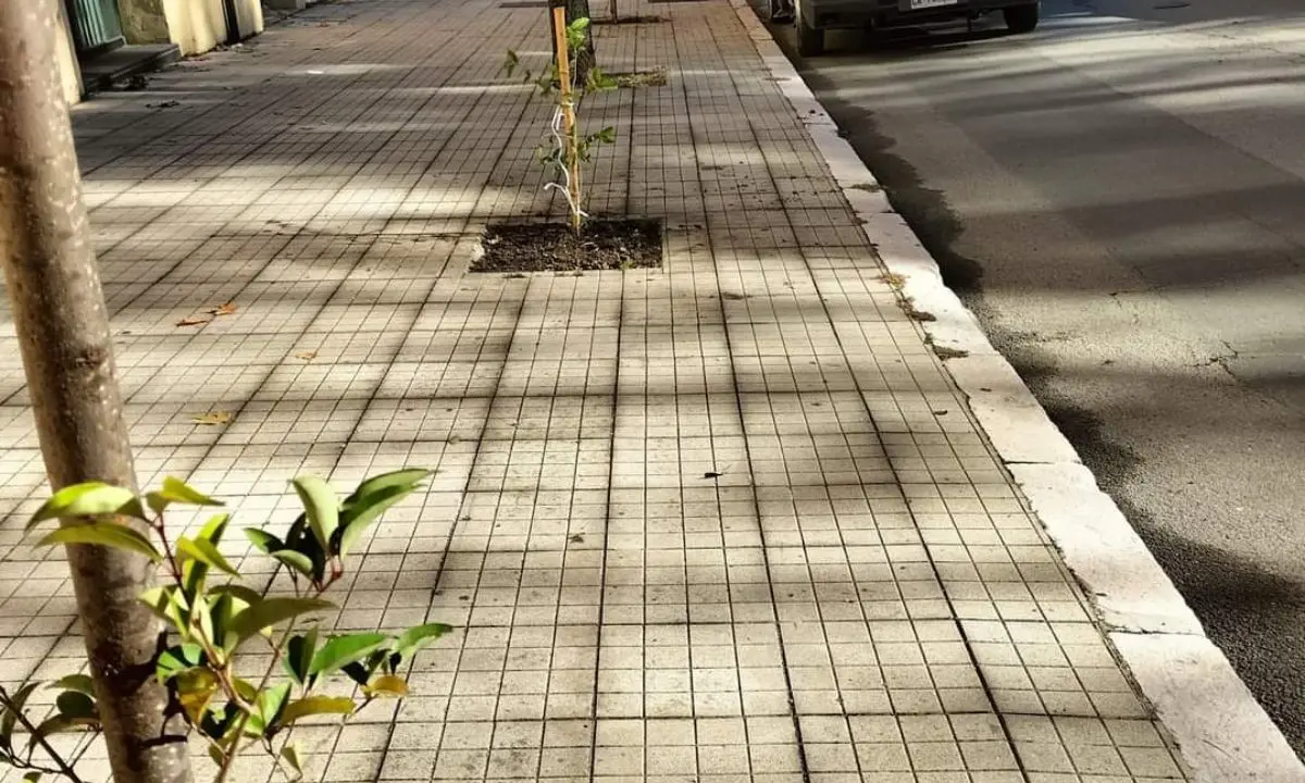 Cosenza, al via la piantumazione di ben 200 nuove essenze arboree