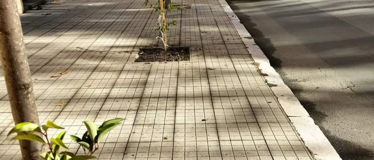 Cosenza, al via la piantumazione di ben 200 nuove essenze arboree