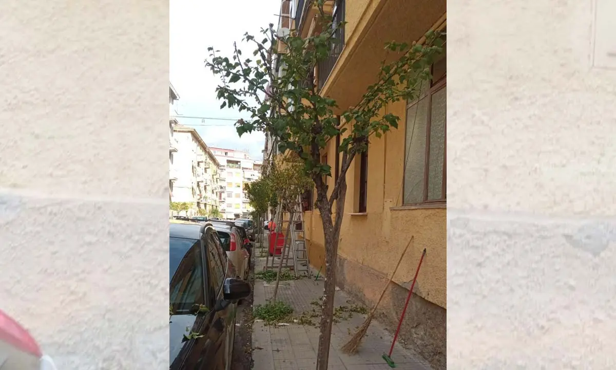 «La potatura degli alberi non va fatta così. A Cosenza è sempre la stessa storia»