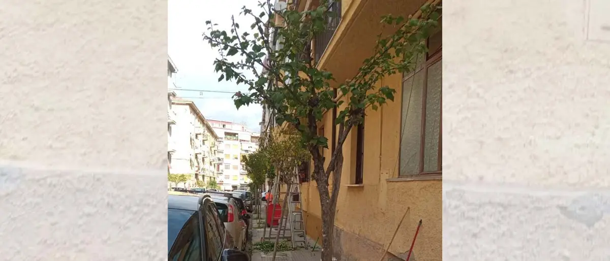 «La potatura degli alberi non va fatta così. A Cosenza è sempre la stessa storia»